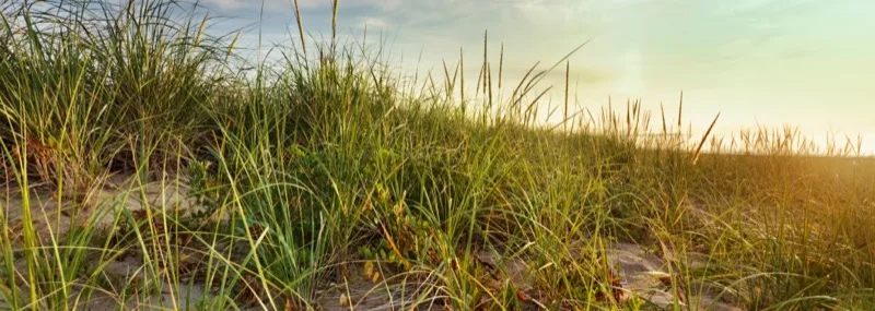 South Shore coastline